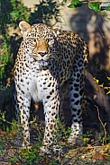 Leopard standing