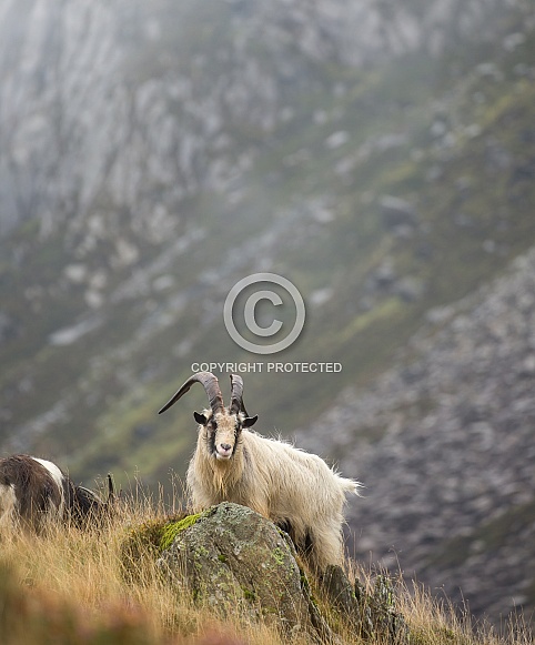 Welsh Mountain Goat