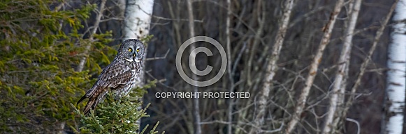 Great Grey Owl (Strix nebulosa) Great Grey Owl (Strix nebulosa)
