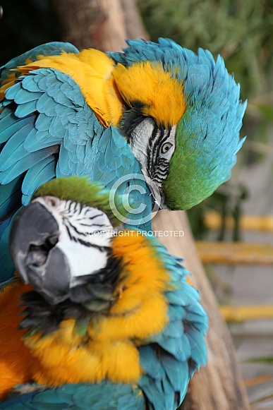 Macaws