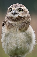 Burrowing owl (Athene cunicularia)