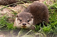 Baby Asian Short Clawed Otter Close Up