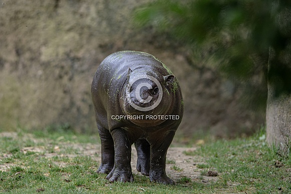 Pygmy hippopotamus Pygmy hippopotamus