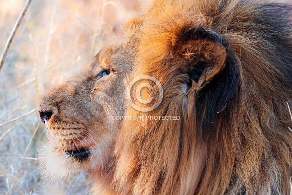 Lion after a run in with an antelope Lion after a run in with an antelope