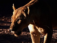 Lioness Twilight