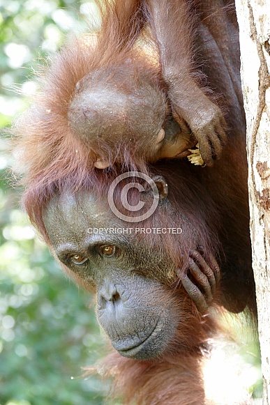 Mother and baby Orangutans