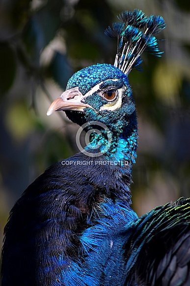 Indian Peacock