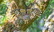 Barred owl (Strix varia) flying towards camera