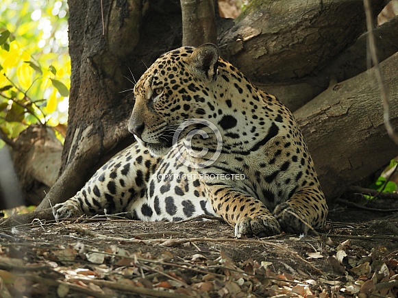 Jaguar