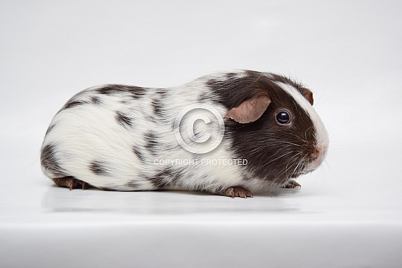Dalmatian guinea pig