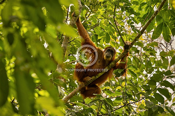 Sumatran orangutan in the nature habitat