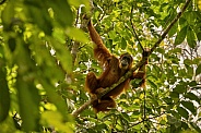 Sumatran orangutan in the nature habitat