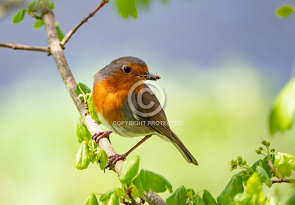 European Robin European Robin