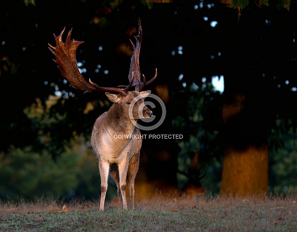 Fallow Deer