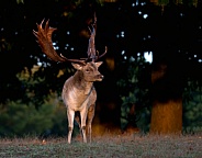 Fallow Deer