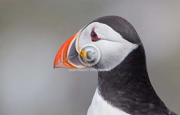 Puffin the birds from the arctic. Puffin the birds from the arctic.