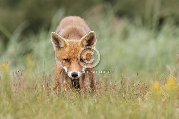 Red foxes