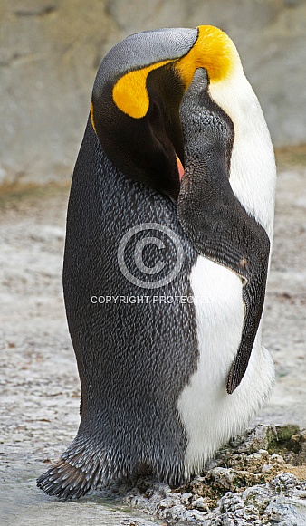 King Emperor Penguin