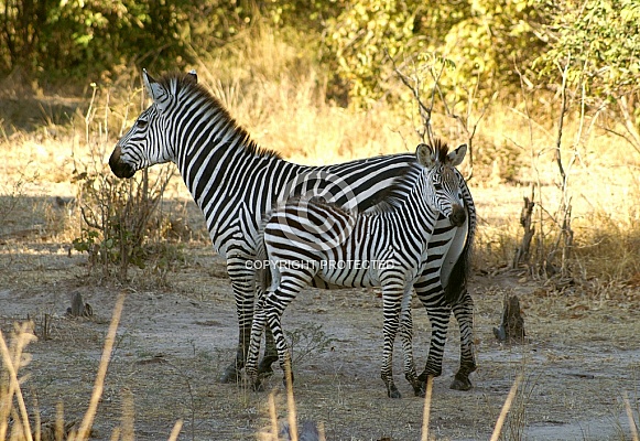 Zebra & Foal Zebra & Foal