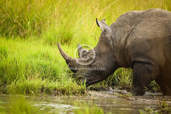 White Rhino