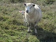 Perendale Sheep