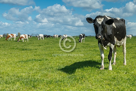 Dutch Cow and Cows