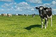 Dutch Cow and Cows