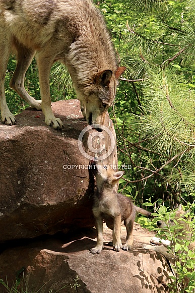 Wolf and Wolf Pups