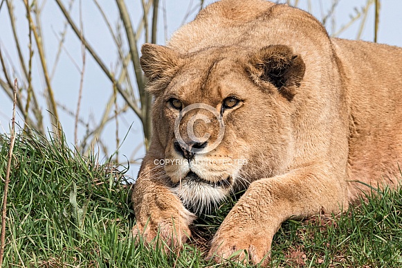 African Lioness Lying On Hill Crouched Ready For Action