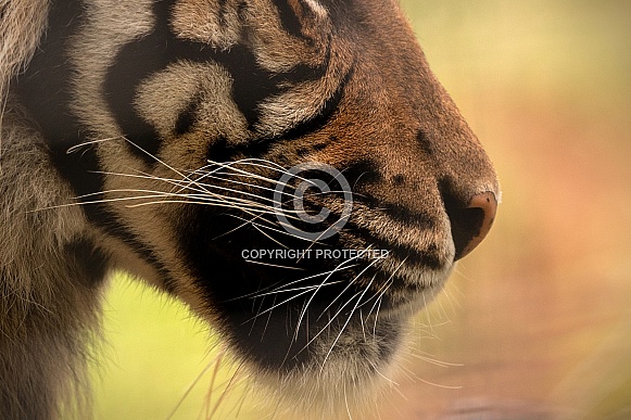 Sumatran Tiger Chin Close Up