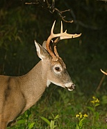 White tail deer