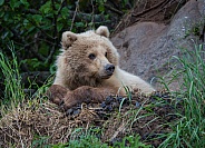 Alaskan brown bear resting on a cliff in Alaska