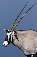 Gemsbok (Oryx gazella) - Namibia