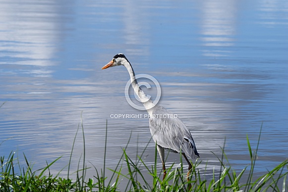 Grey Heron