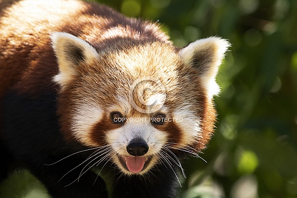 Red Panda Close Up Red Panda Close Up