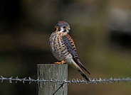 Southeastern American Kestrel - Falco sparverius paulus - on fence post