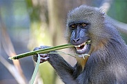 mandrill (Mandrillus sphinx)