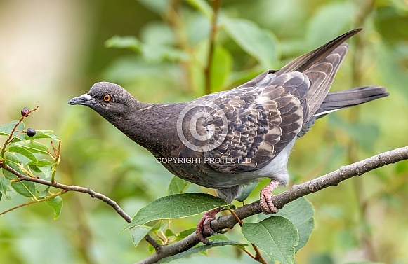 Rock dove Rock dove