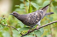 Rock dove