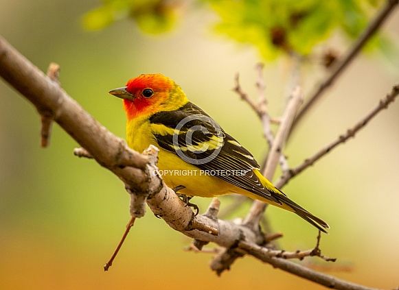 Western Tanager Western Tanager
