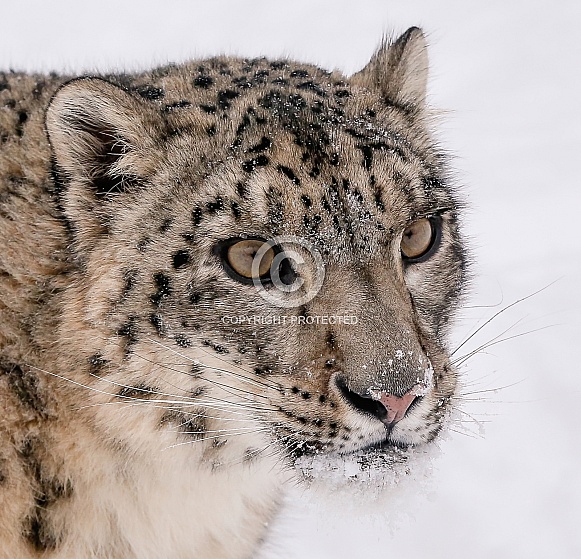 Snow Leopard Snow Leopard