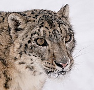Snow Leopard
