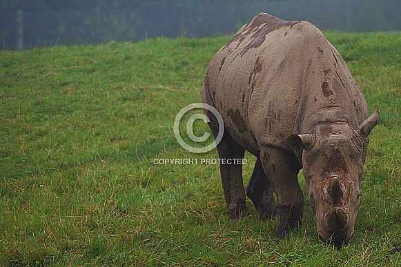Black Rhino Black Rhino