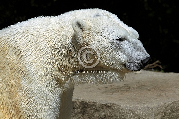Polar Bear Polar Bear