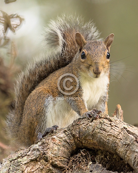 Squirrel on tree