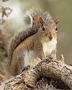 Squirrel on tree