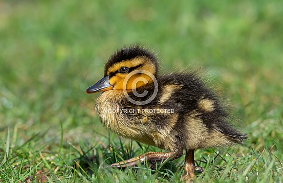 Mallard Duckling