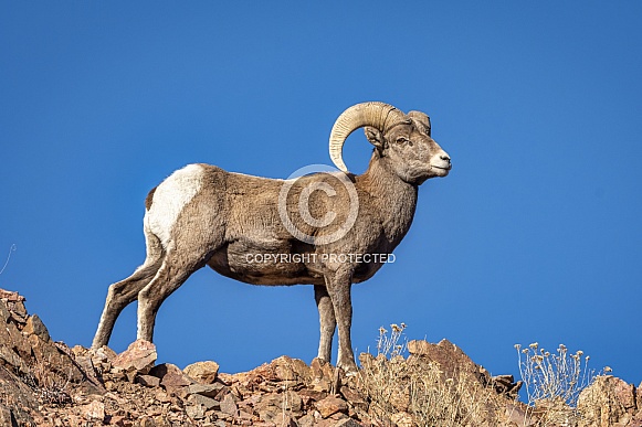 Bighorn