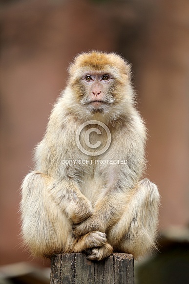 Barbary macaque (Macaca sylvanus) Barbary macaque (Macaca sylvanus)
