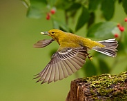 Pine Warbler in flight